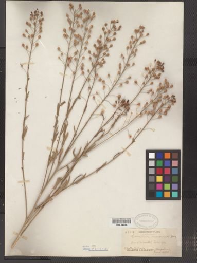 Camelina microcarpa