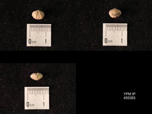 Platystrophia dentata