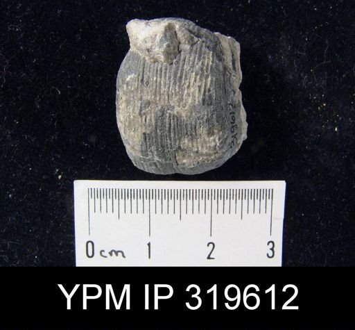Productus ovatus
