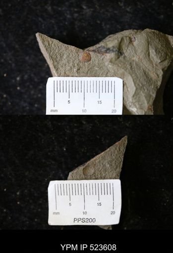 undet. Arthropoda