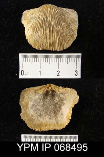 Plaesiomys subquadrata