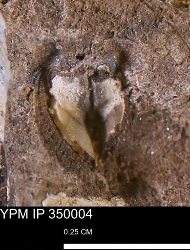 undet. Bivalvia