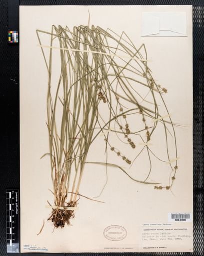 Carex convoluta