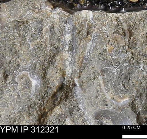 undet. Bivalvia