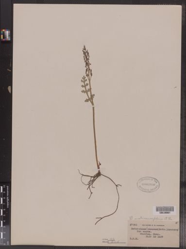 Botrychium
