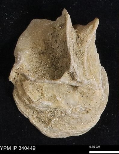 Ostrea glabra