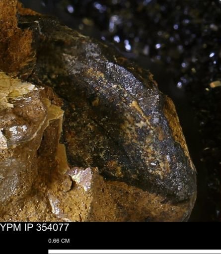 undet. Mollusca