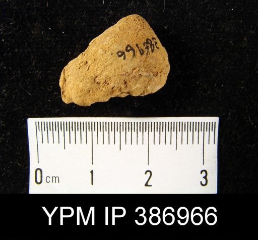 Meristella sp.