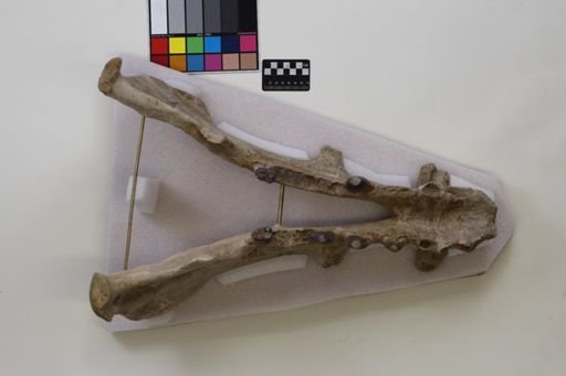 Archaeotherium scotti