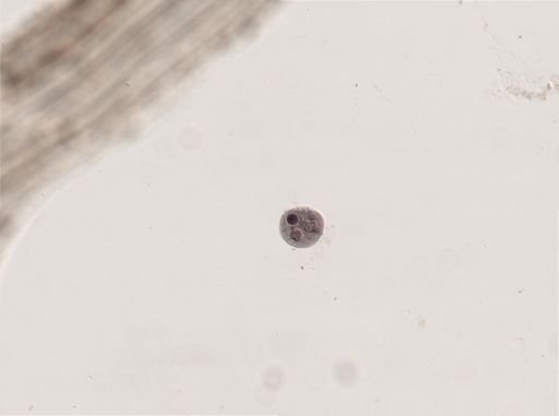 Holophrya