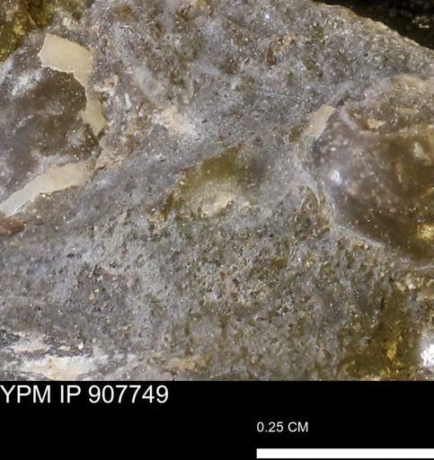 undet. Mollusca