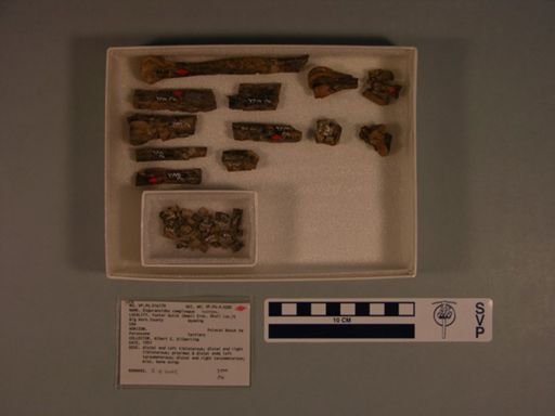 Eogeranoides campivagus
