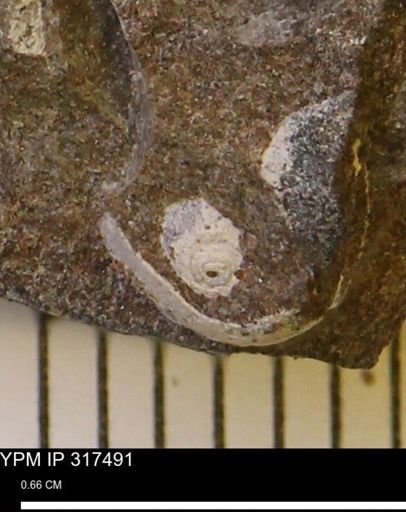 Oligoptycha?