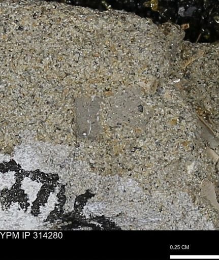 undet. Mollusca