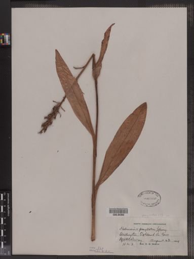 Habenaria psycodes
