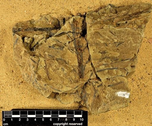 Chaleuria cirrosa