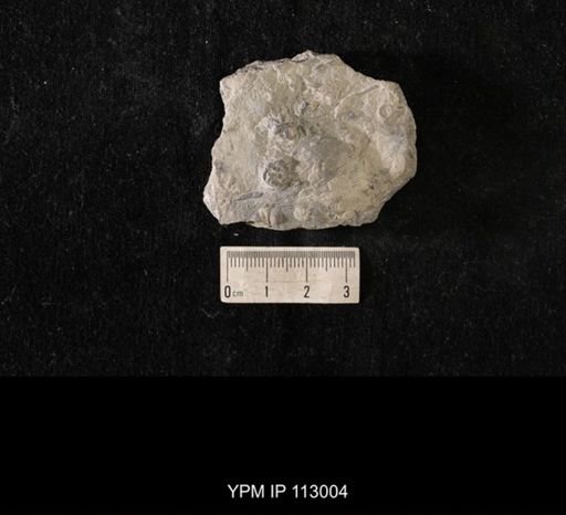 Cystaster granulatus