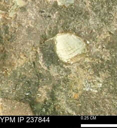 Limopsis striatopunctatus