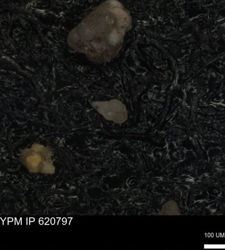 undet. Heterohelicidae