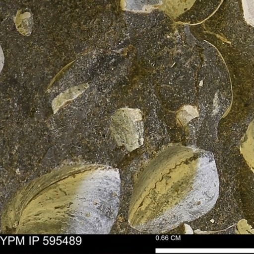 Protocardia sp.