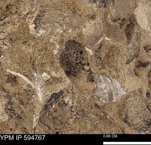 Protocardia sp.