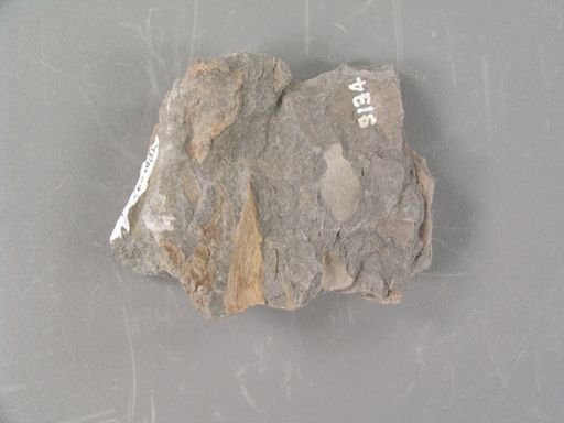 Sphenozamites robustus