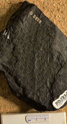 Lepidodendron sp.