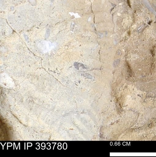 undet. Serpulidae