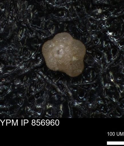 undet. Foraminiferida