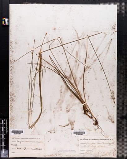 Scirpus subterminalis