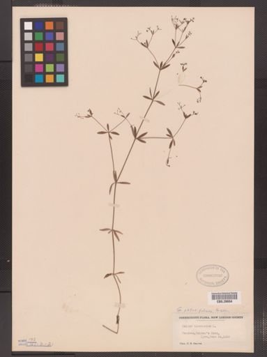 Galium obtusum