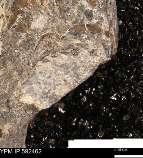 undet. Ammonoidea