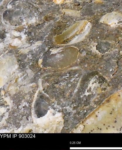 undet. Bivalvia