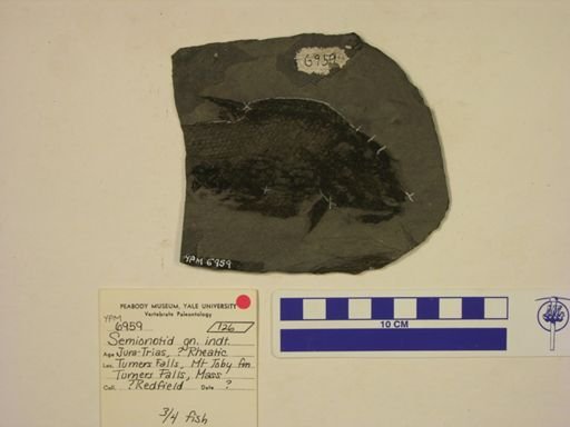 Semionotidae
