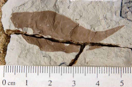 Sapindus coloradensis