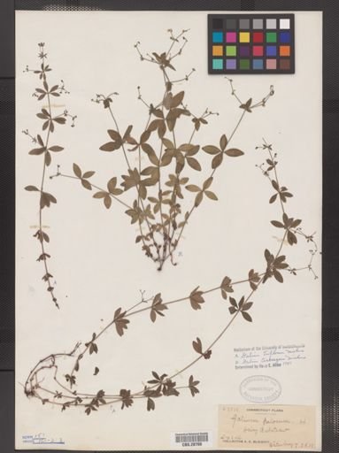 Galium triflorum