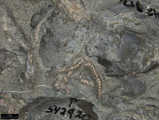 Aplocoma damesii