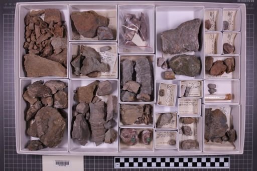 mixed taxa, stratigraphic collection
