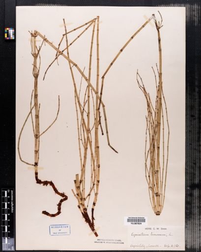 Equisetum fluviatile