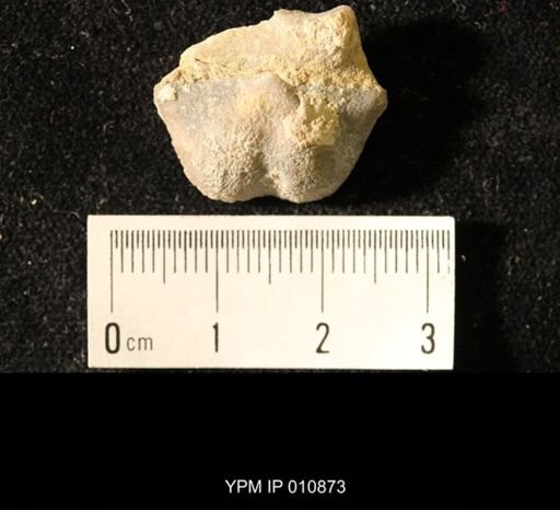 Chonetes subliratus