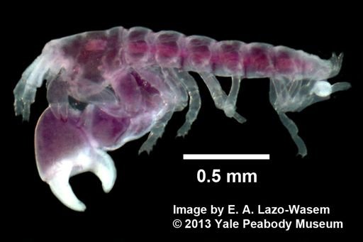Synapseudes erici