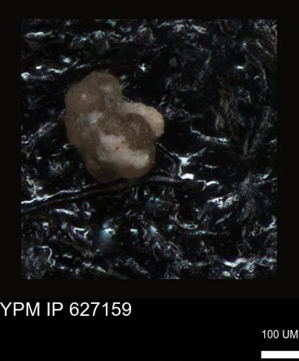 undet. Foraminiferida
