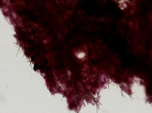 Pseudaxinella australis