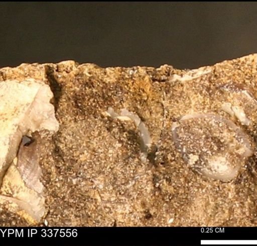 undet. Mollusca