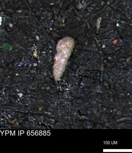 Verneuilinoides kansasensis