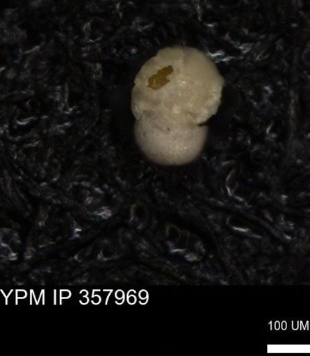undet. Foraminiferida