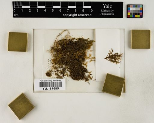 Plantae