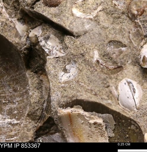 Protocardia?