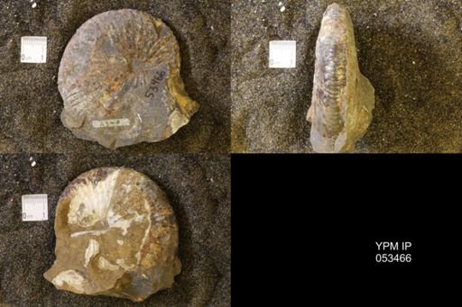 Jeletzkytes nebrascensis
