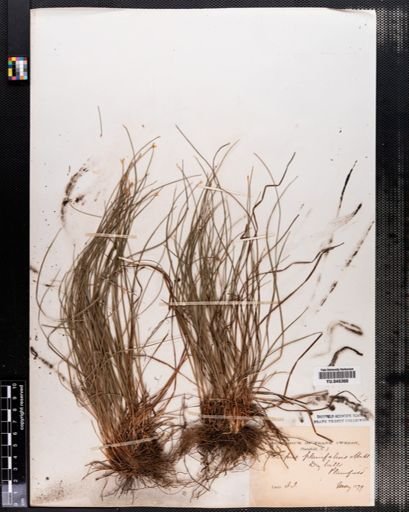 Scirpus verecundus